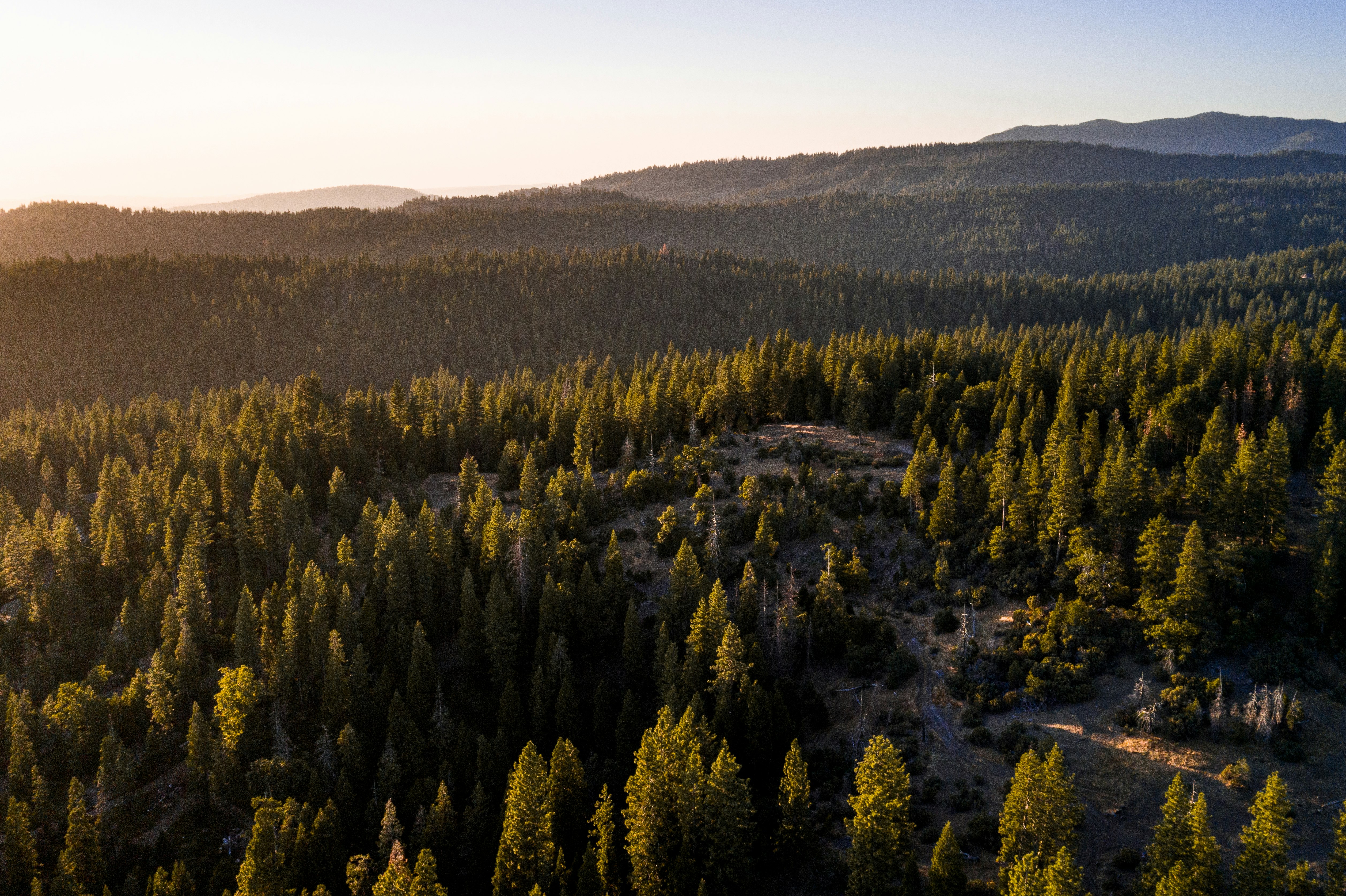 green pine trees at daytime